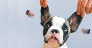 Hearing Aids for Dogs – Does Your Dog Need One? – improvehearingaids.com